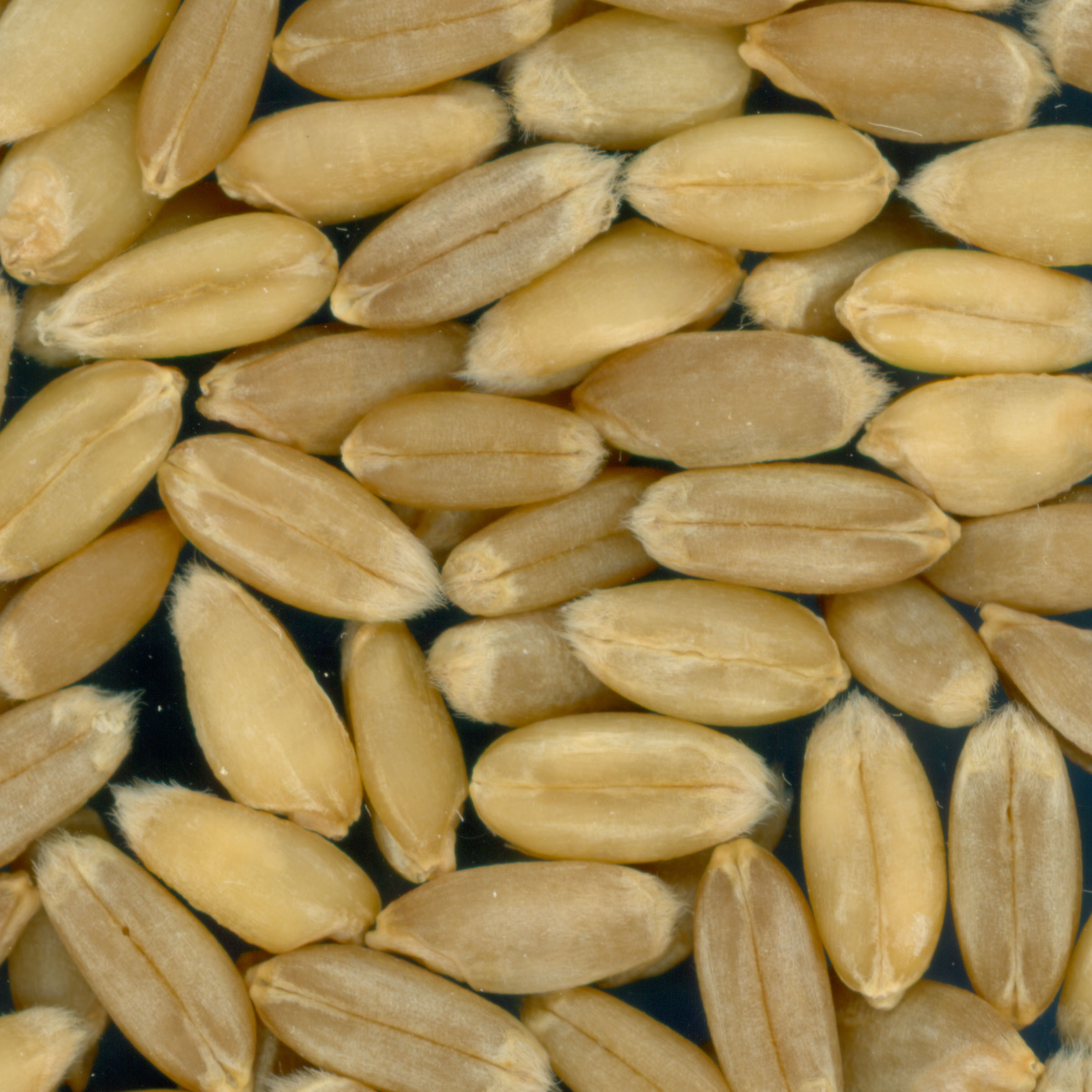 Click for 3 image(s) for this accession. KERNELS